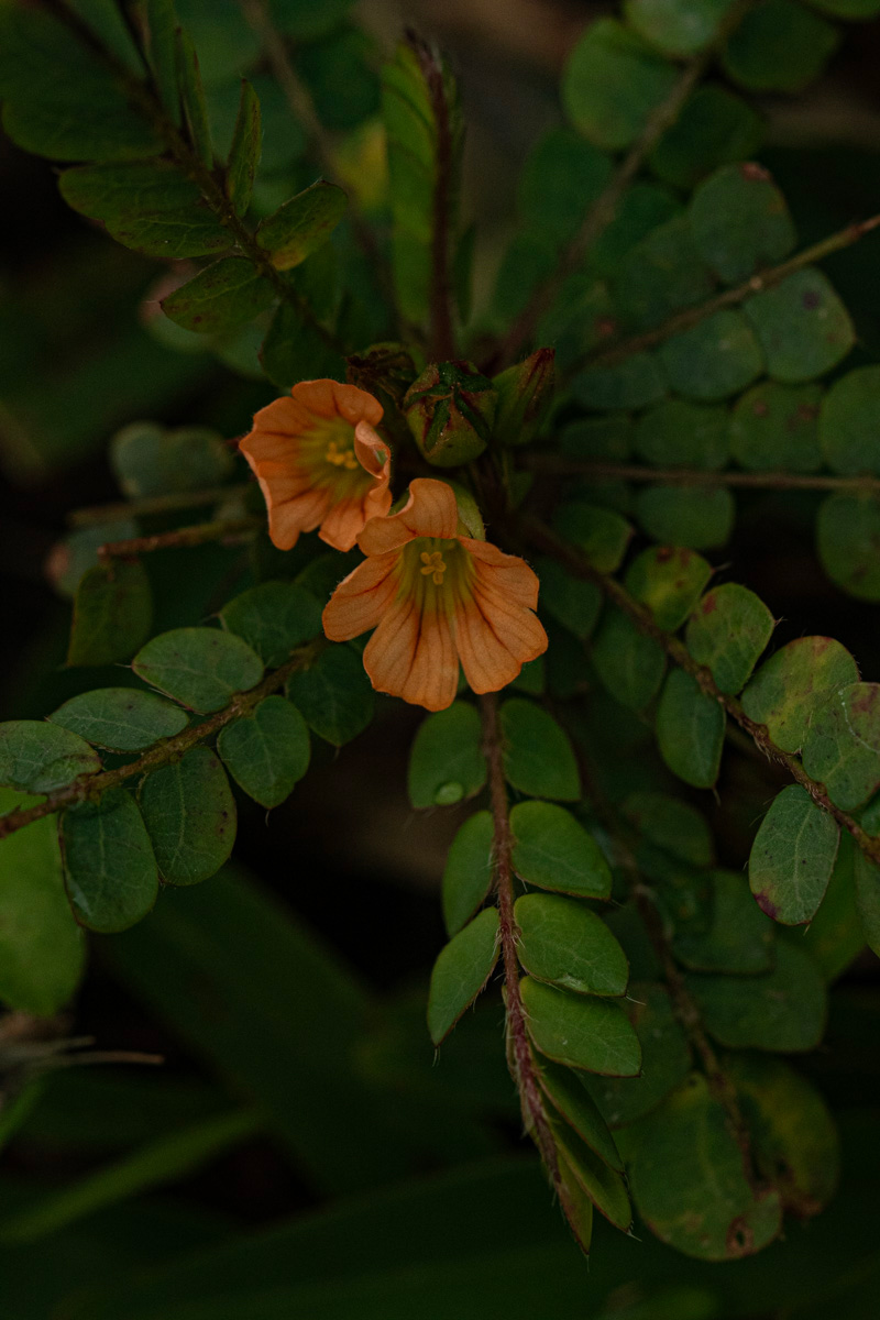 Biophytum umbraculum Biophytum umbraculum