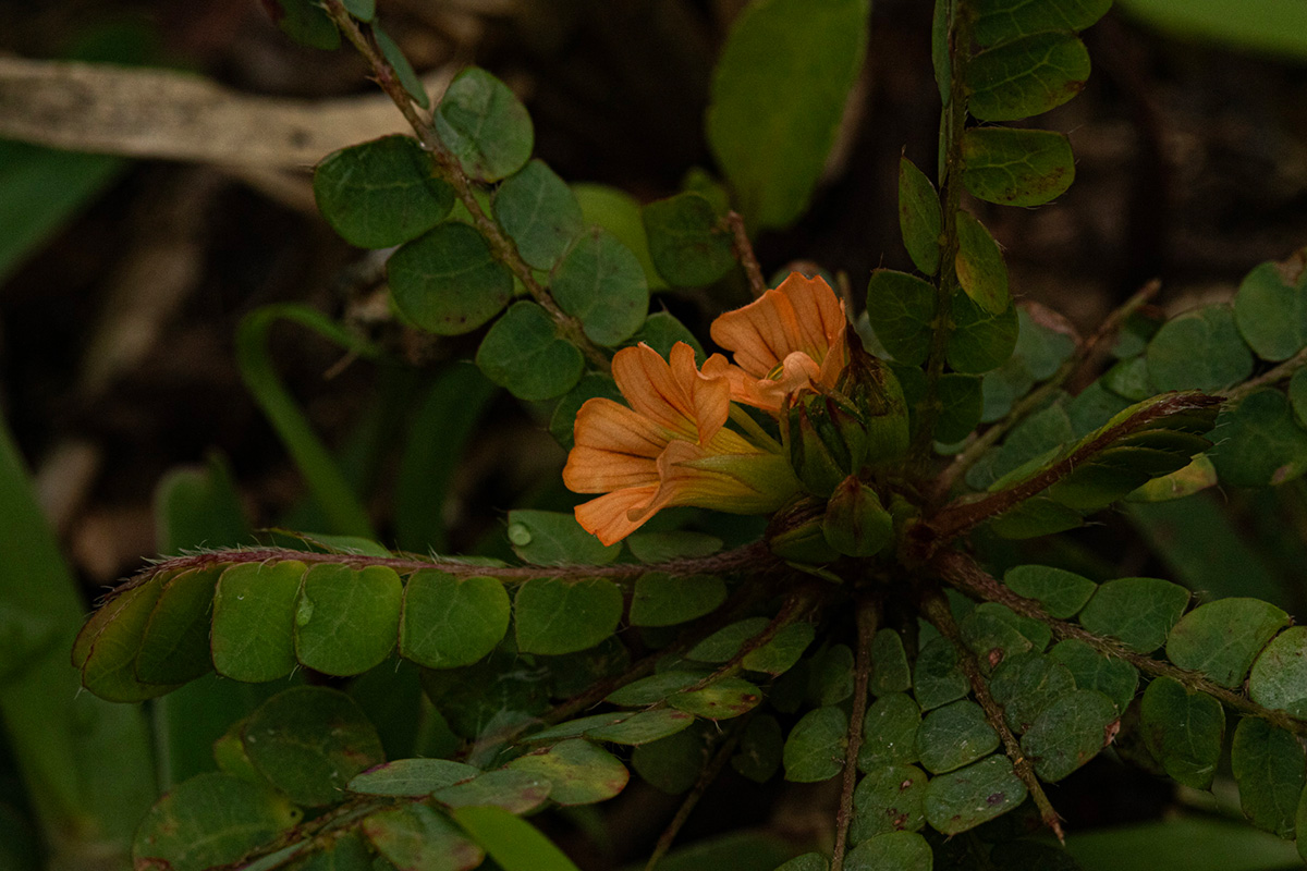 Biophytum umbraculum Biophytum umbraculum