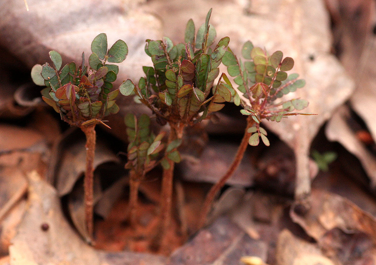 Biophytum umbraculum