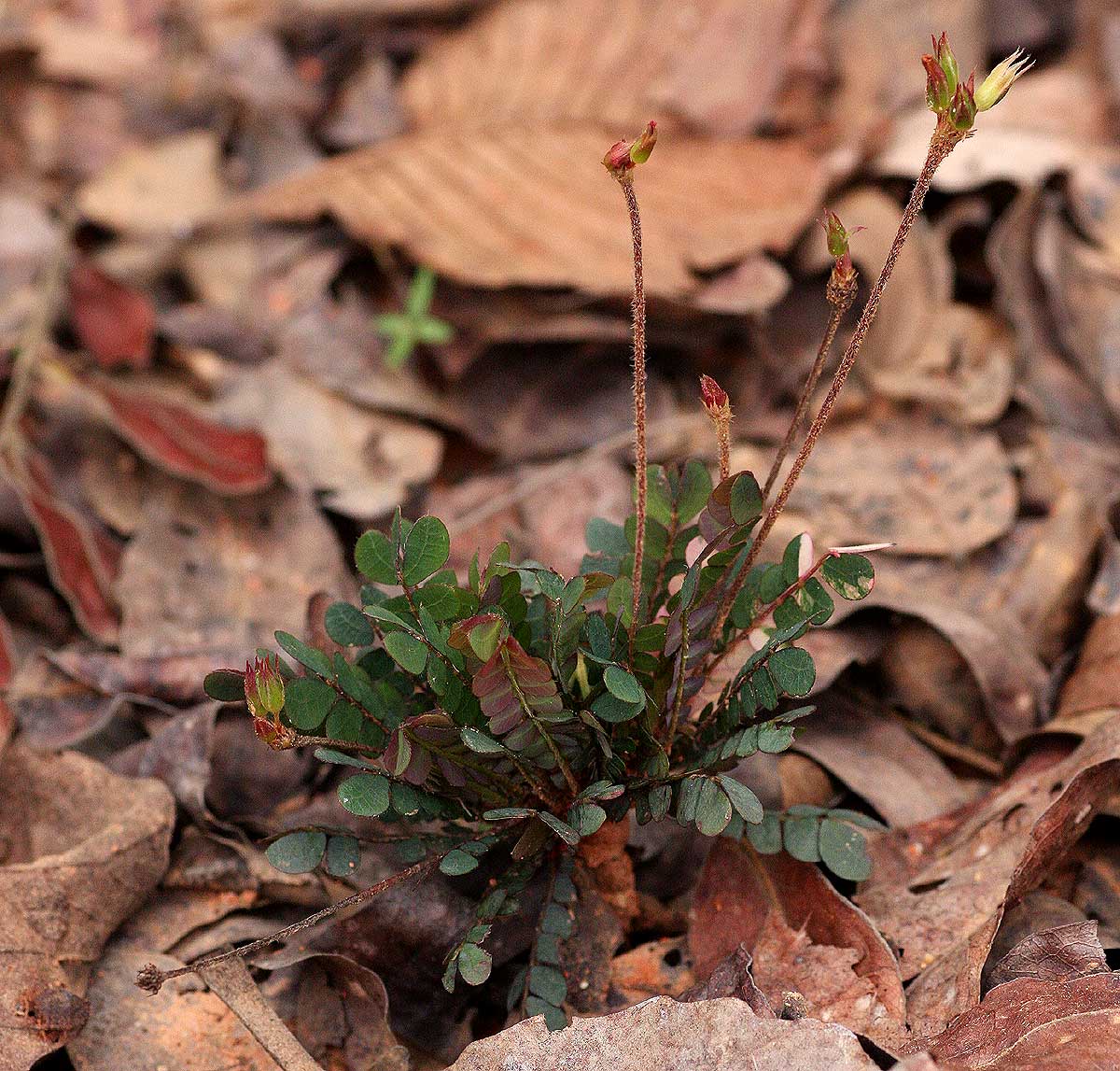 Biophytum umbraculum Biophytum umbraculum