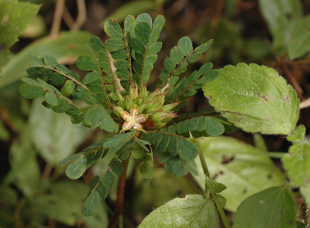 Biophytum umbraculum Biophytum umbraculum