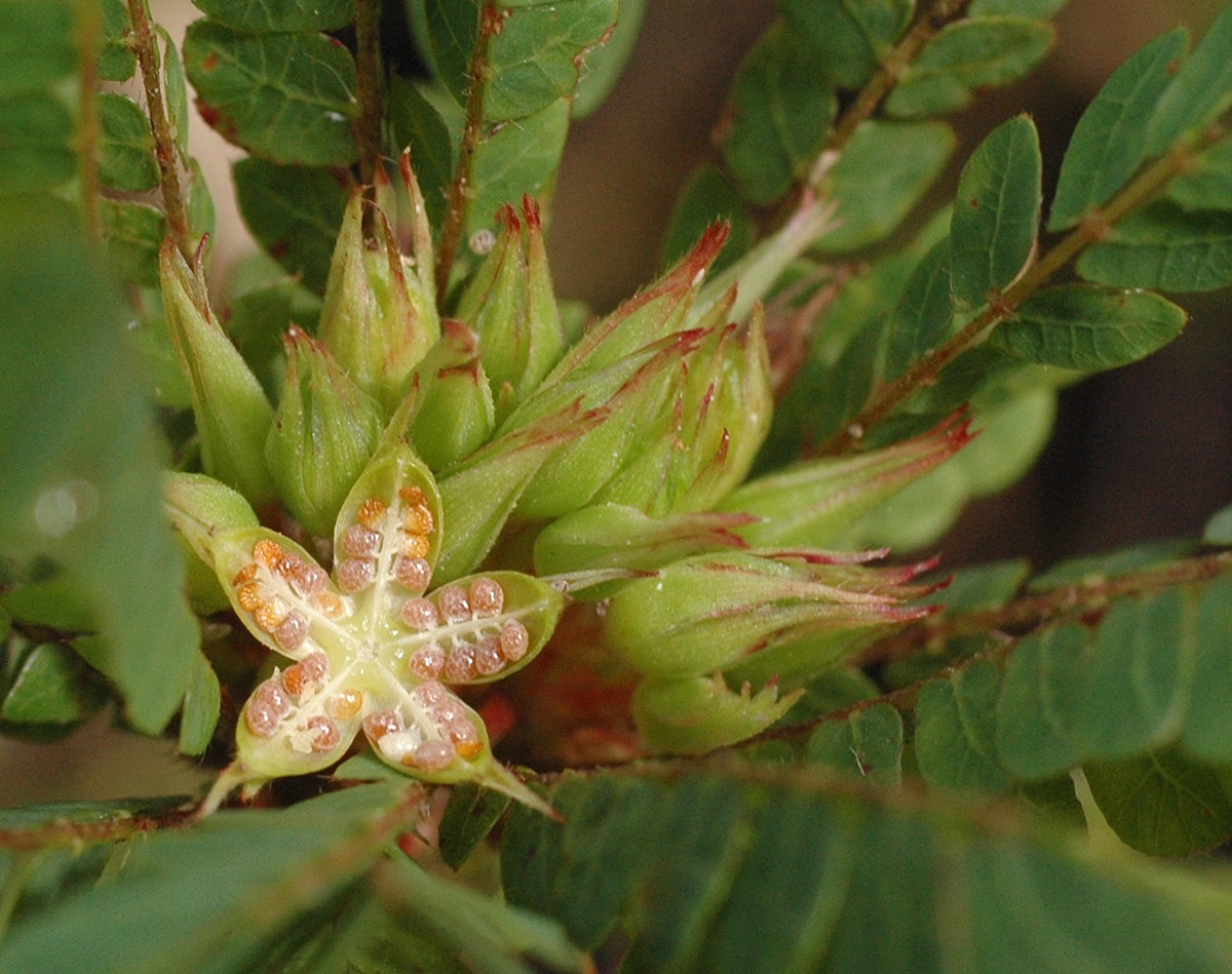Biophytum umbraculum Biophytum umbraculum