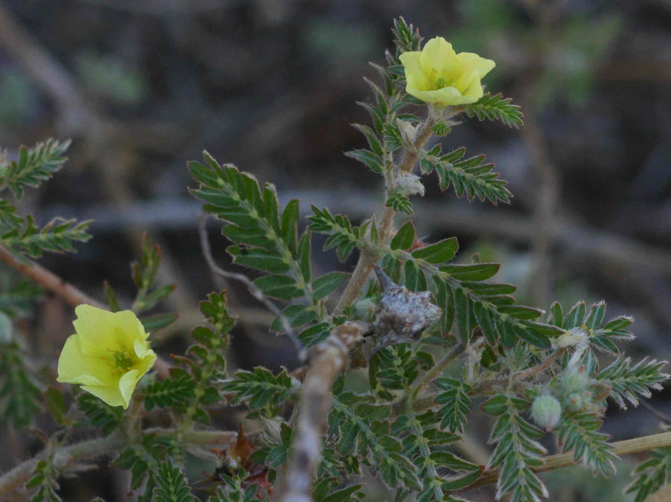 Tribulus terrestris