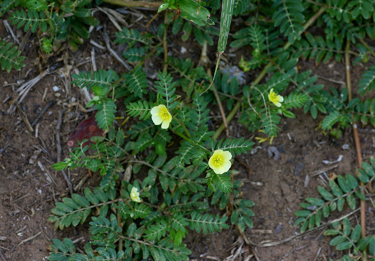 Tribulus terrestris
