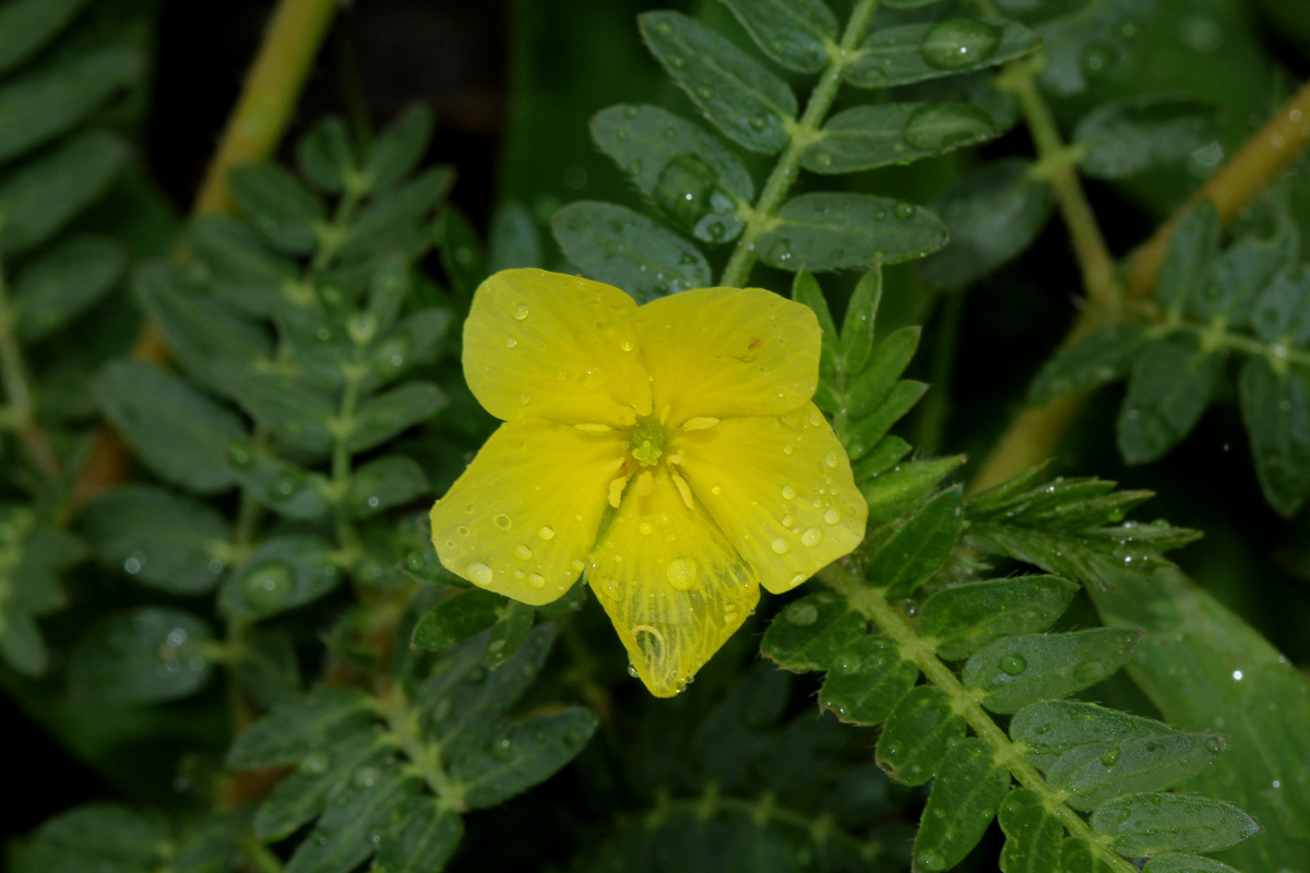 Tribulus terrestris Tribulus terrestris