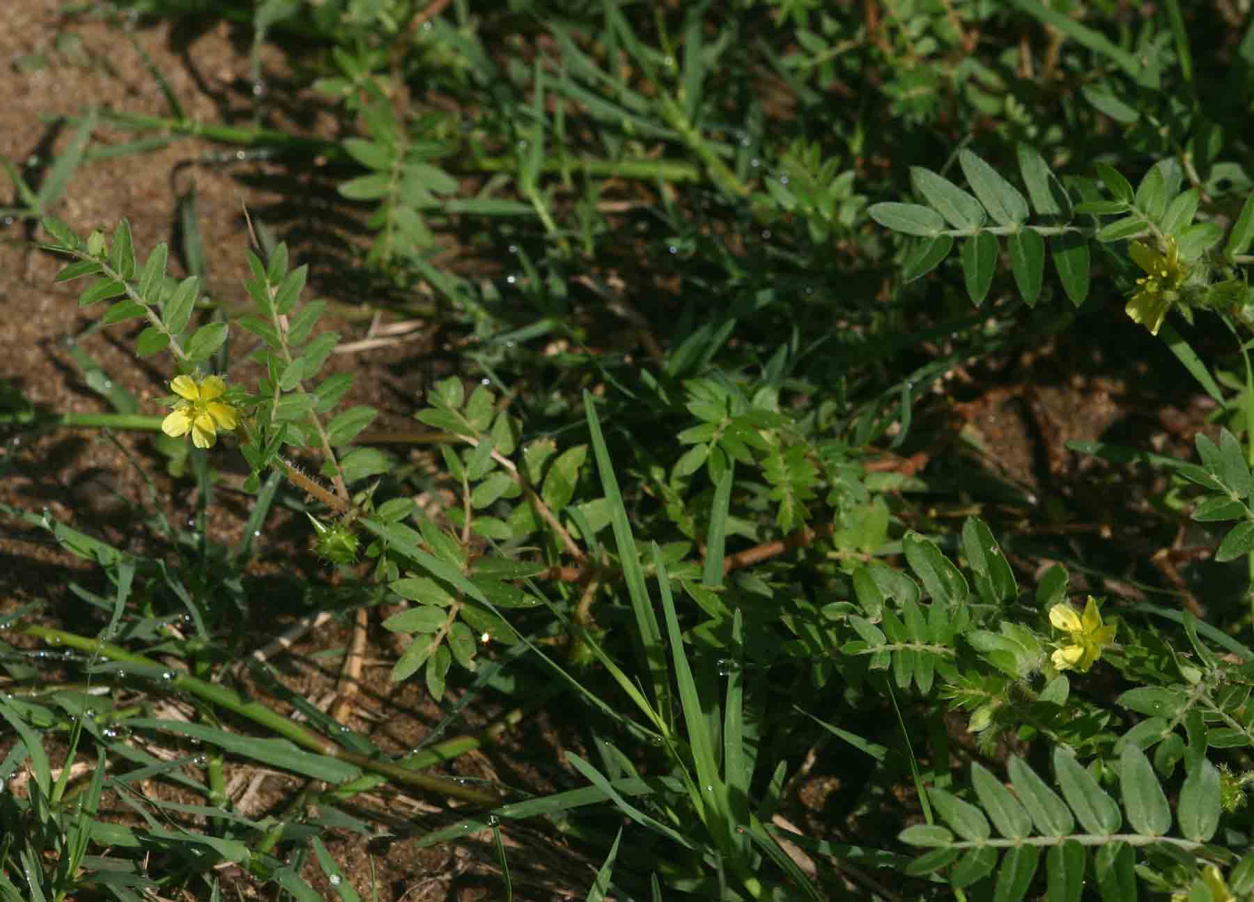 Tribulus terrestris
