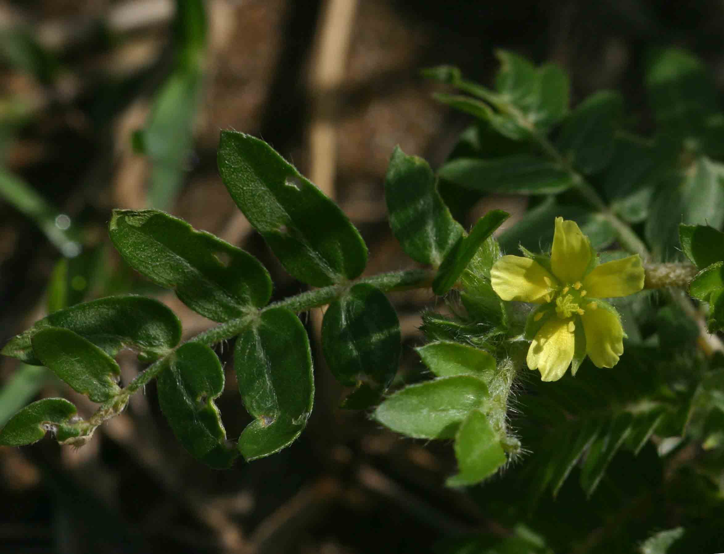 Tribulus terrestris