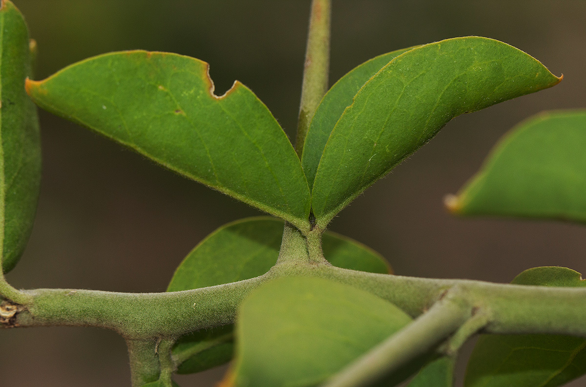 Balanites aegyptiaca var. aegyptiaca