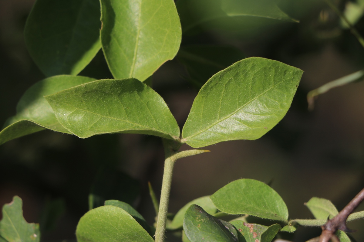 Balanites aegyptiaca var. aegyptiaca