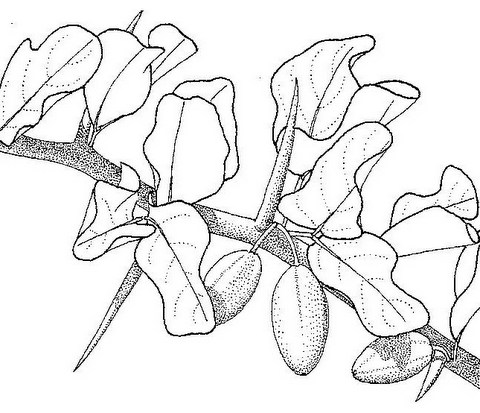 Balanites aegyptiaca var. aegyptiaca Balanites aegyptiaca var. aegyptiaca