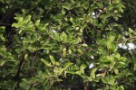 Balanites aegyptiaca var. aegyptiaca