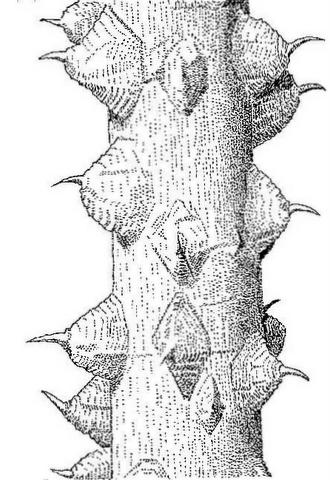 Zanthoxylum chalybeum var. chalybeum