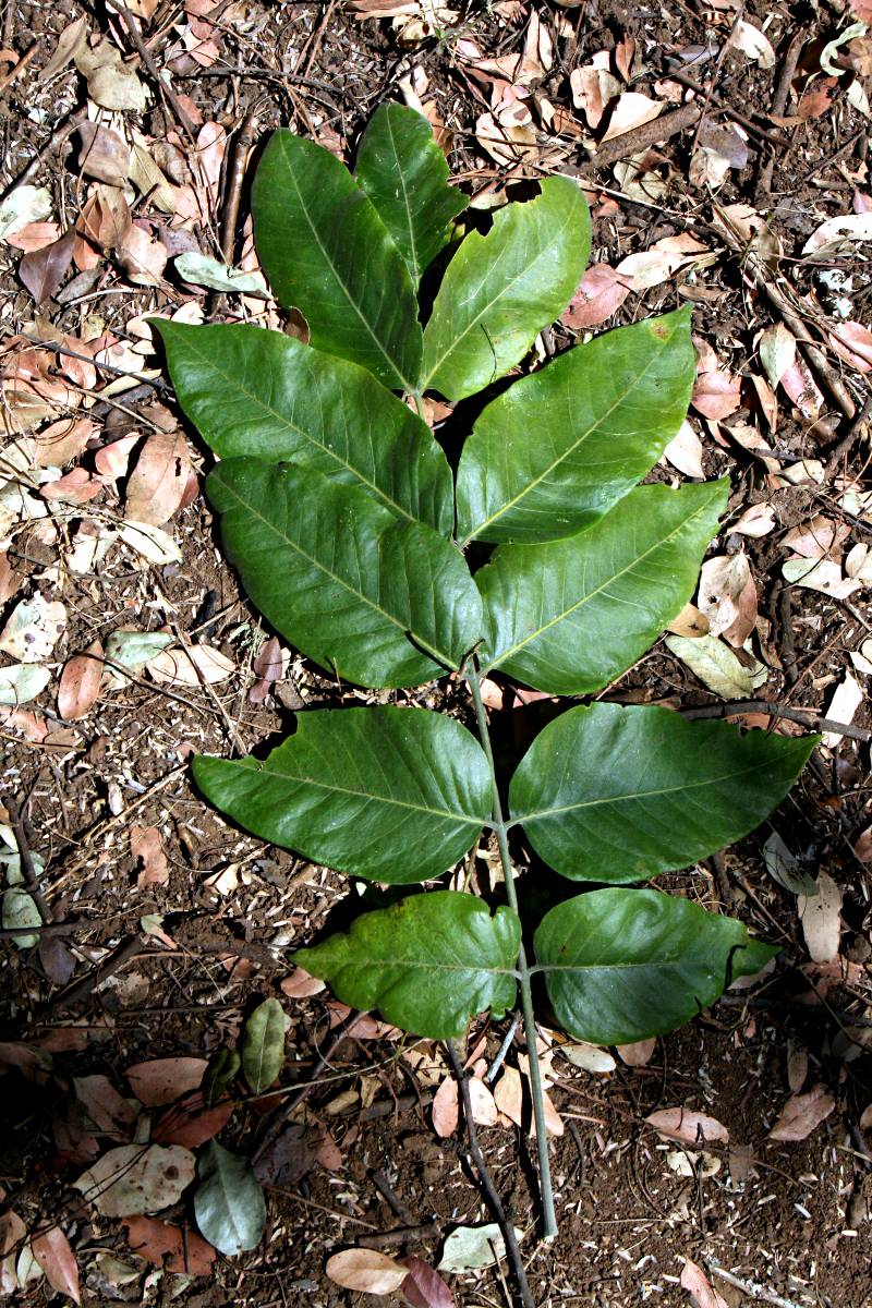 Fagaropsis angolensis