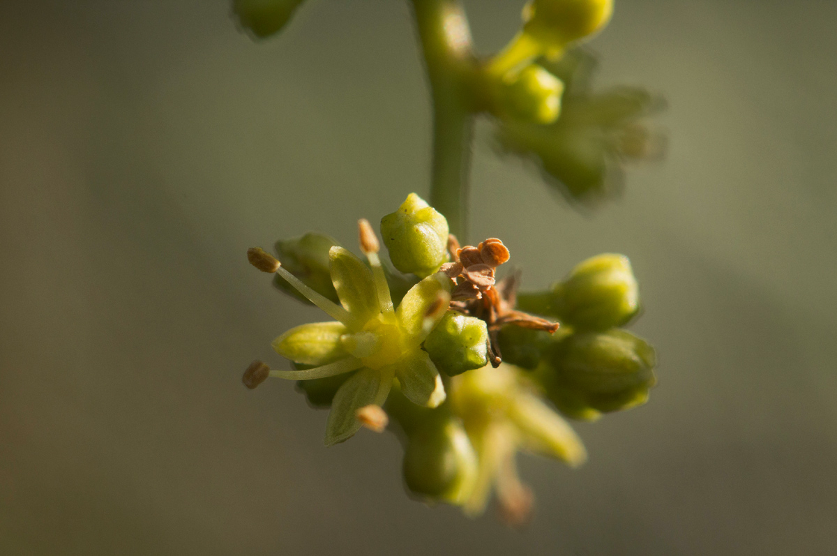 Toddalia asiatica Toddalia asiatica