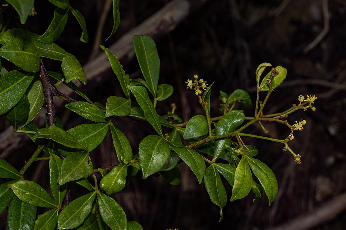 Toddalia asiatica Toddalia asiatica