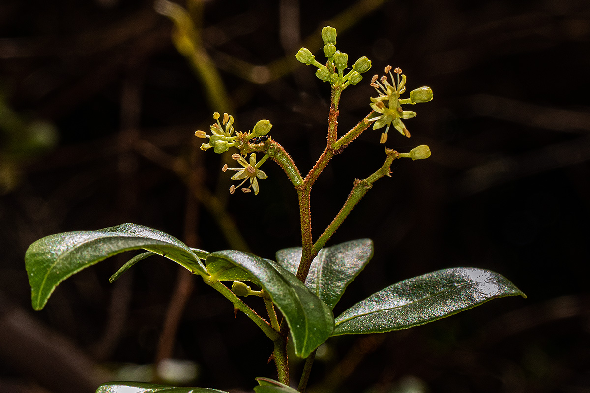 Toddalia asiatica Toddalia asiatica