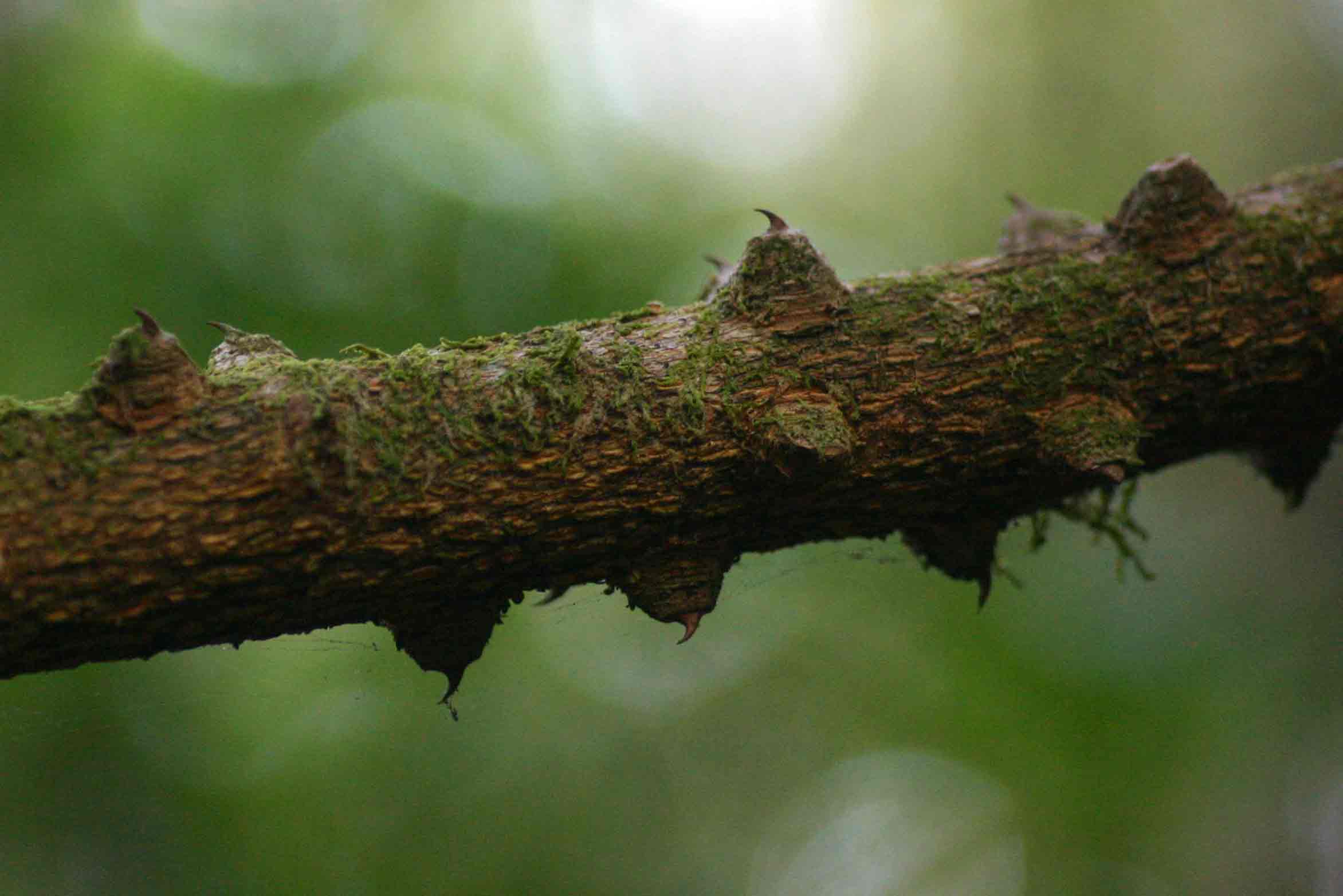 Toddalia asiatica Toddalia asiatica