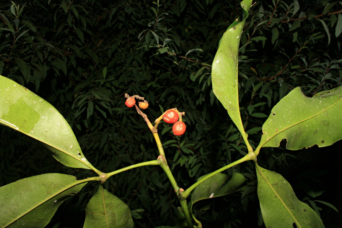 Vepris nobilis Vepris nobilis