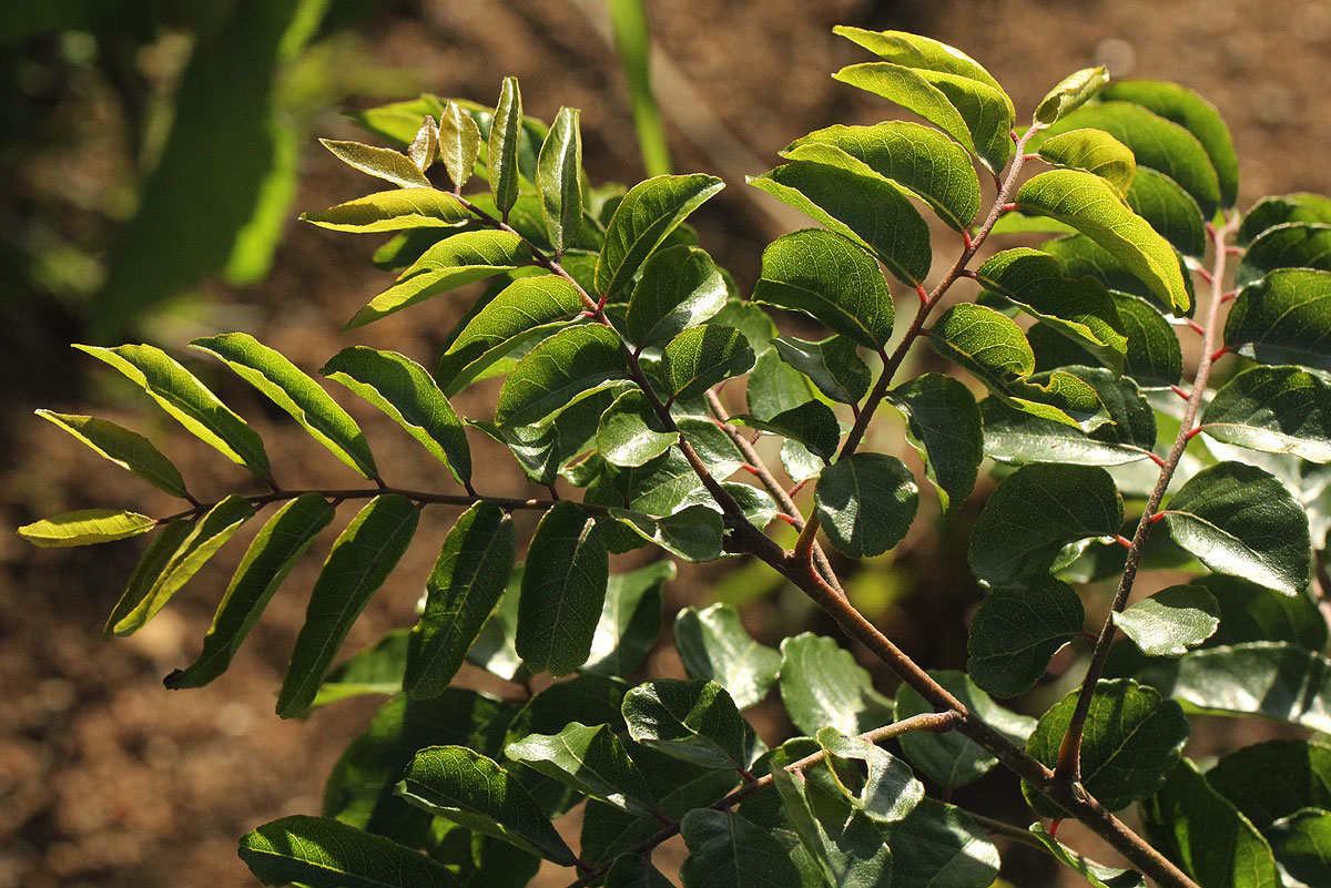 Clausena anisata Clausena anisata