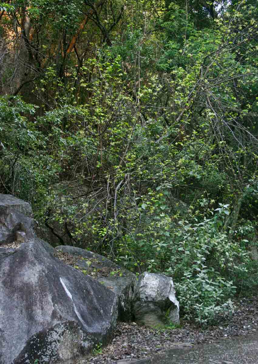 Turraea floribunda Turraea floribunda