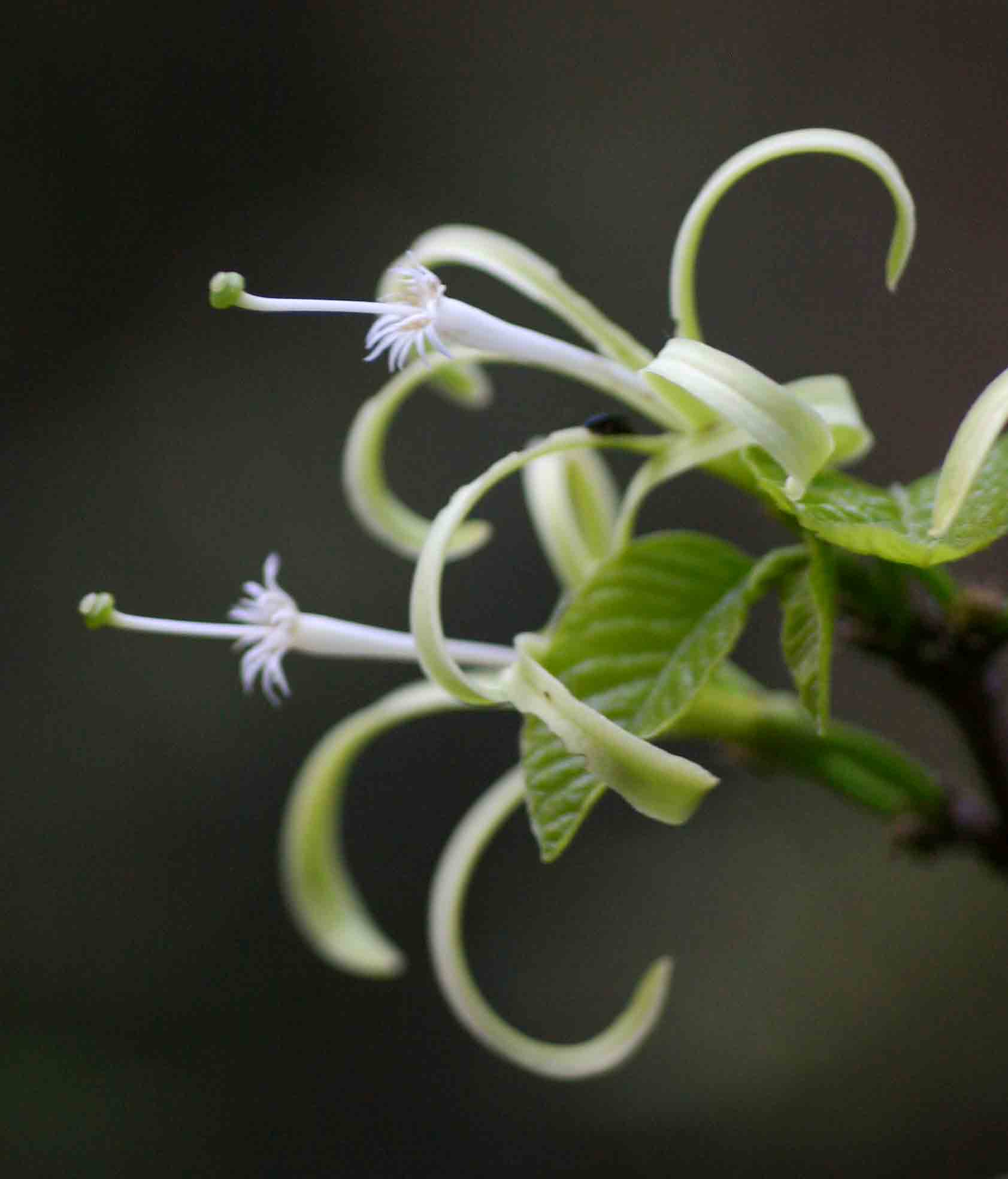 Turraea floribunda Turraea floribunda