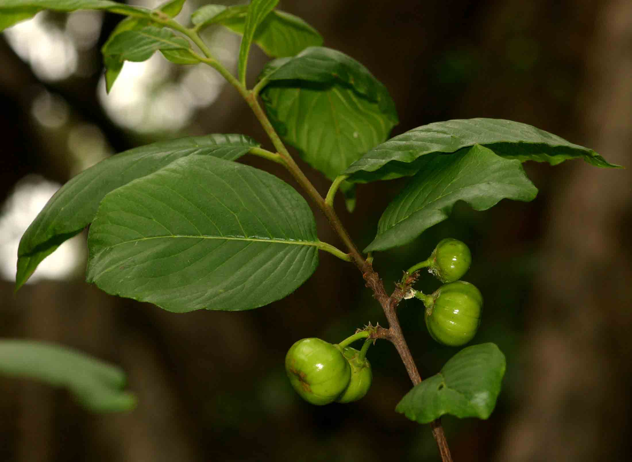 Turraea floribunda Turraea floribunda
