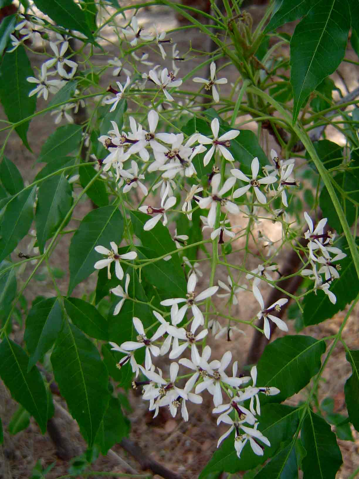 Melia azedarach Melia azedarach