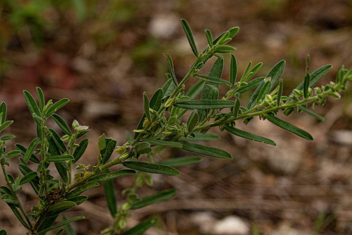 Polygala erioptera