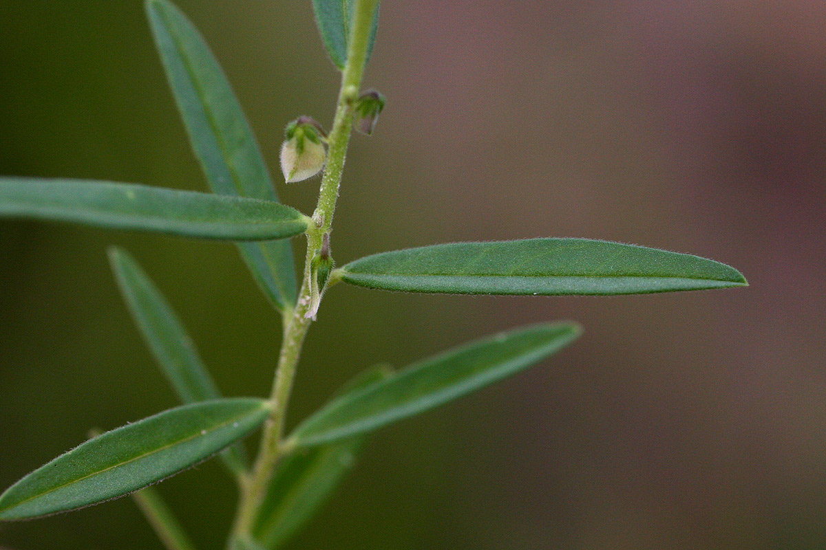 Polygala erioptera Polygala erioptera