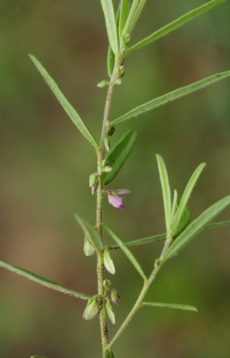 Polygala erioptera Polygala erioptera