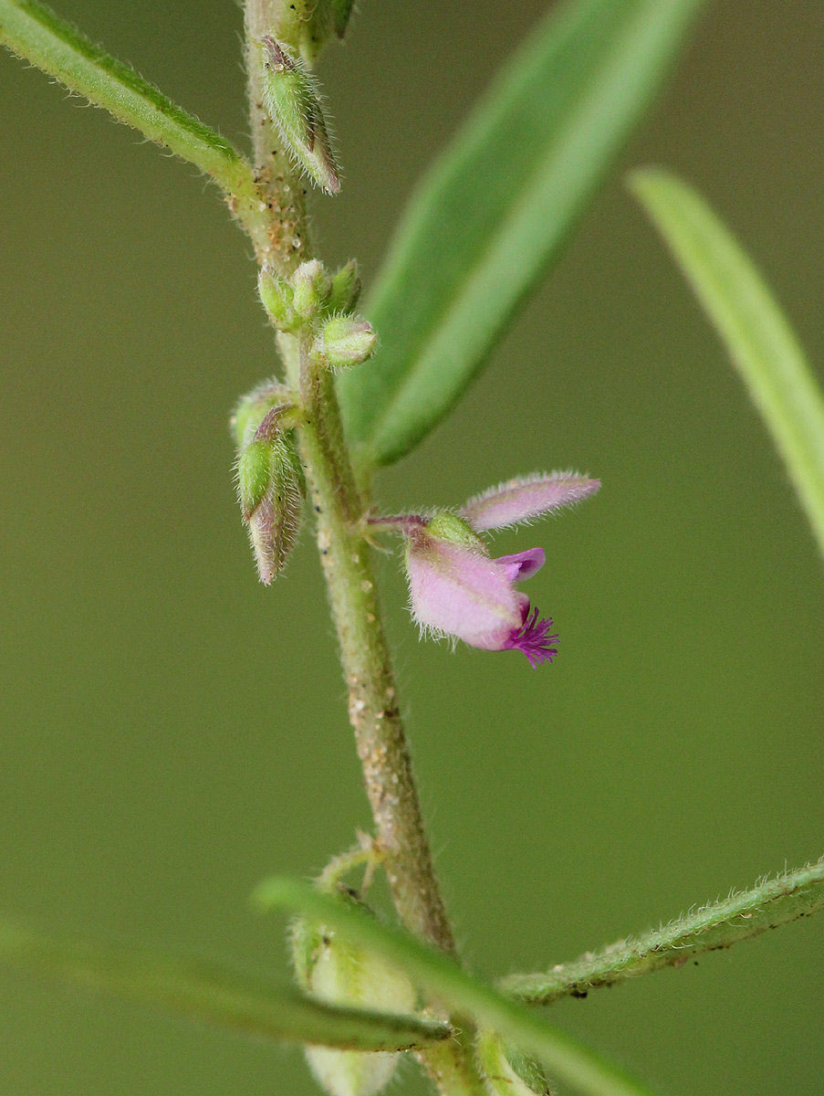 Polygala erioptera Polygala erioptera