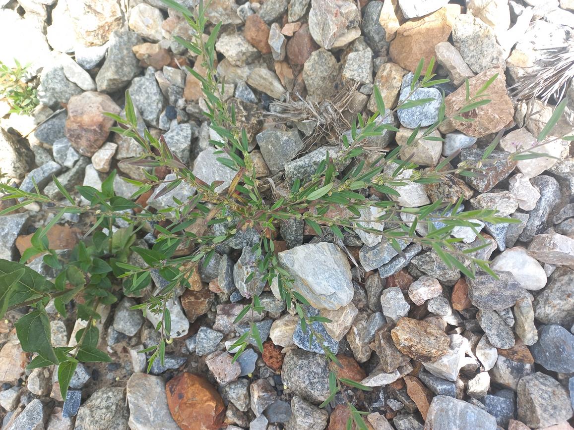 Polygala erioptera Polygala erioptera