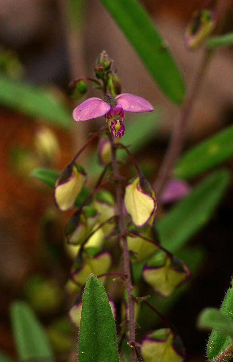Polygala sphenoptera Polygala sphenoptera