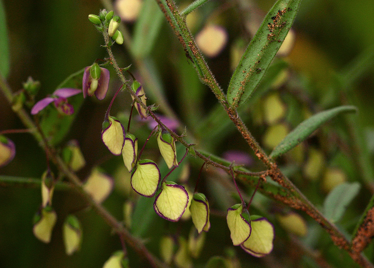 Polygala sphenoptera Polygala sphenoptera