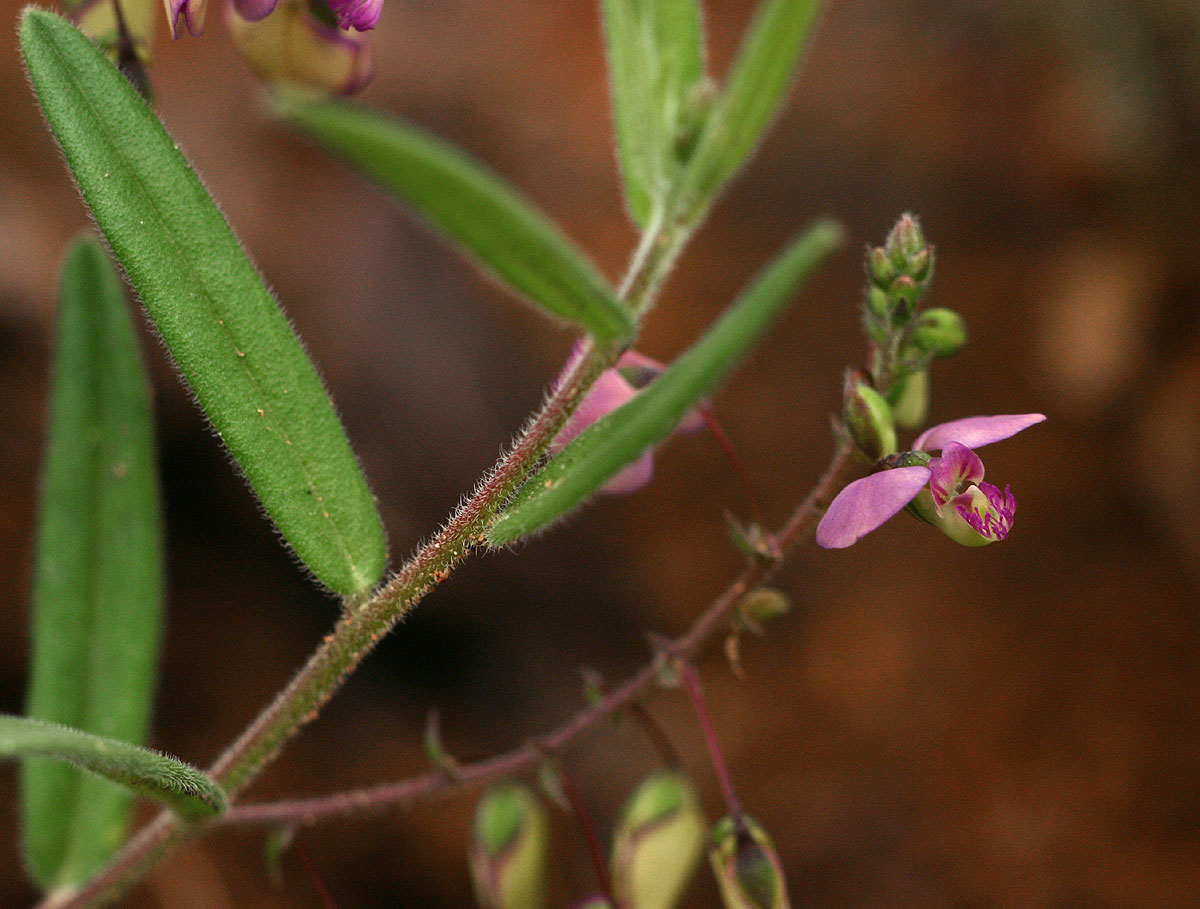 Polygala sphenoptera Polygala sphenoptera