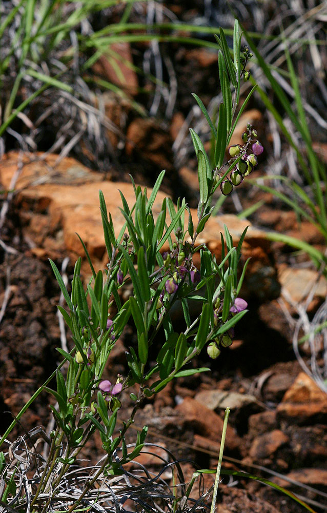 Polygala sphenoptera Polygala sphenoptera