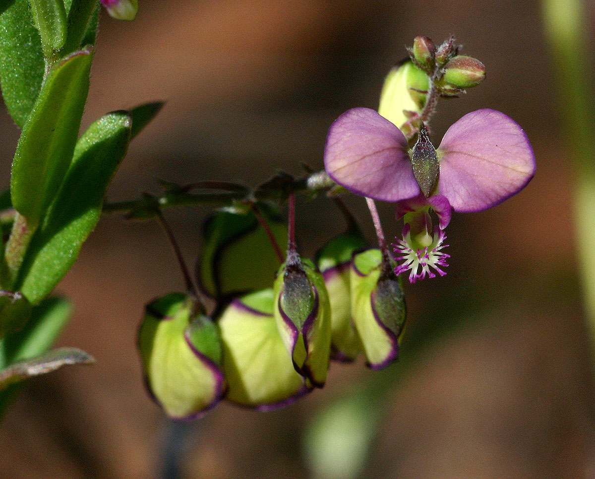 Polygala sphenoptera Polygala sphenoptera