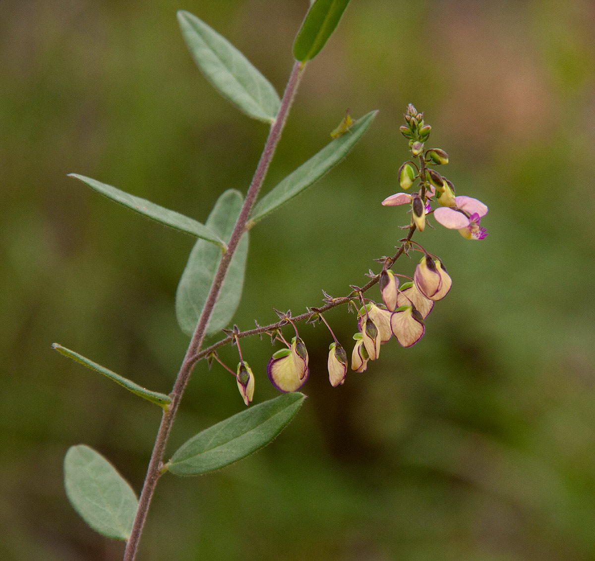Polygala sphenoptera Polygala sphenoptera