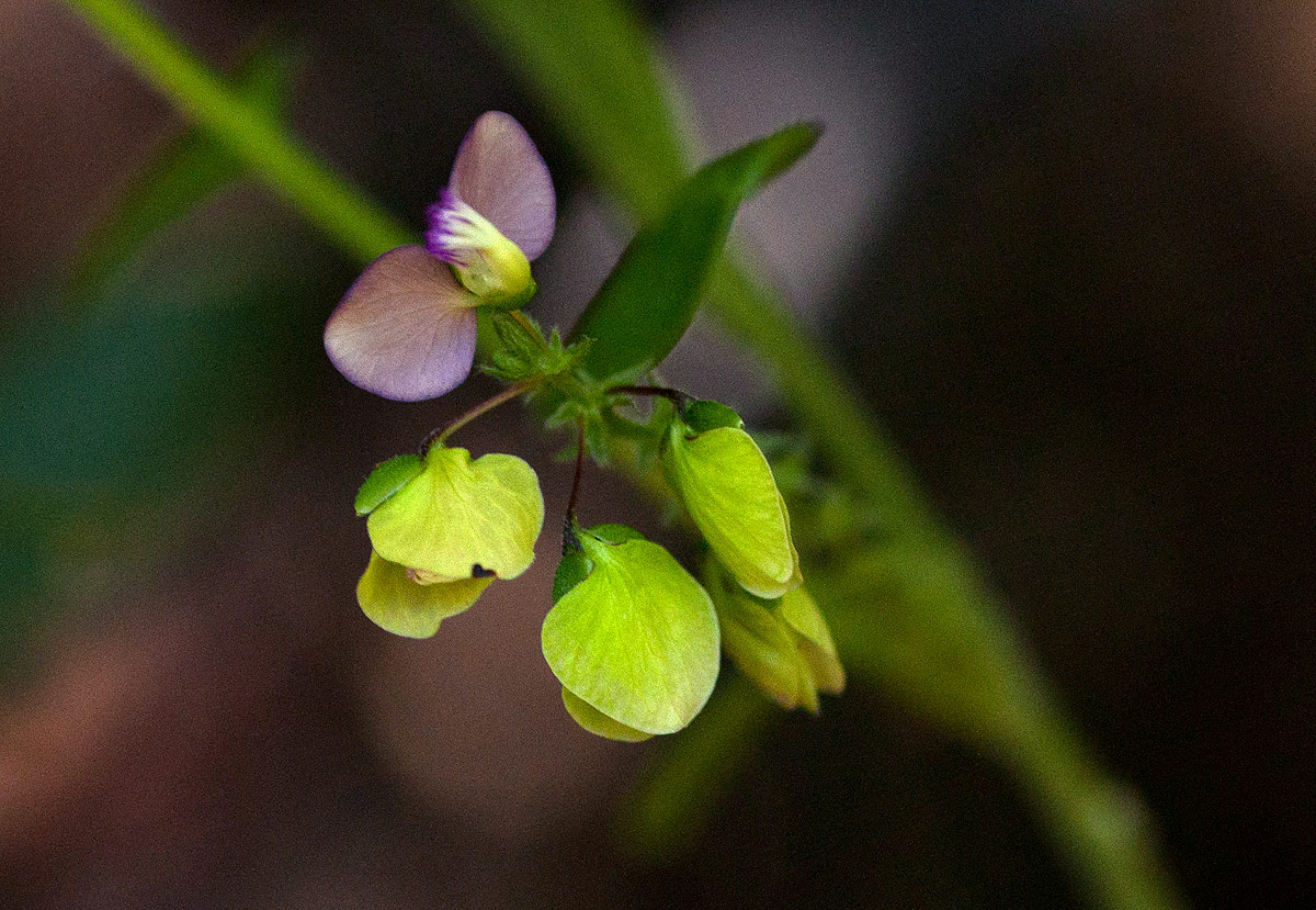 Polygala sphenoptera Polygala sphenoptera