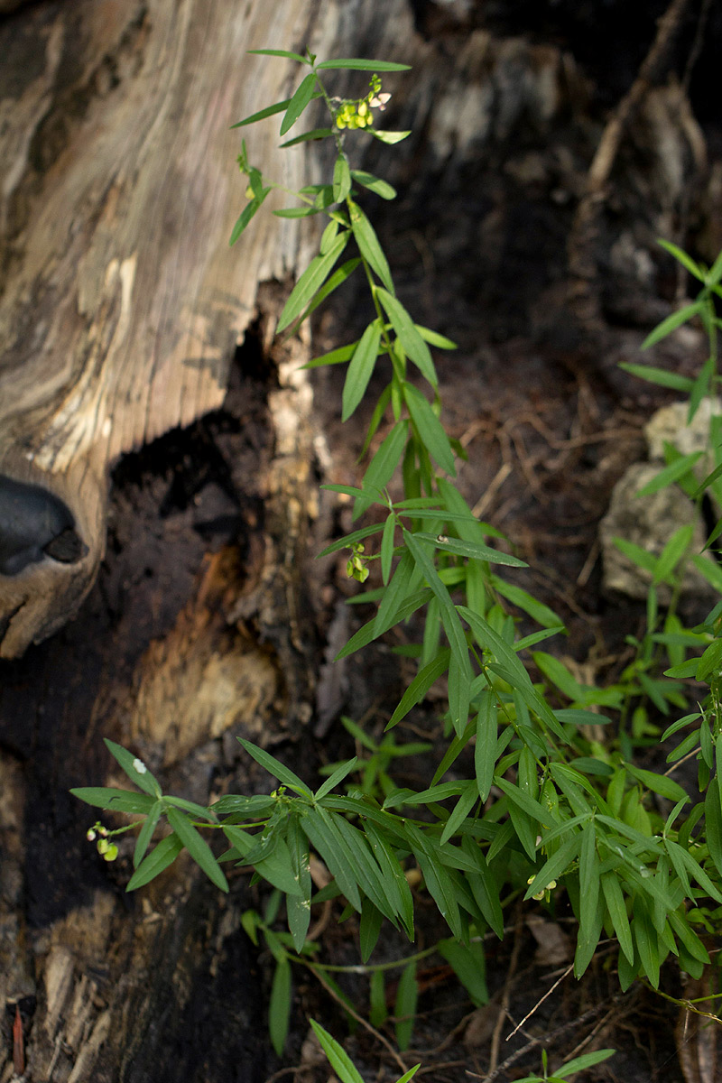 Polygala sphenoptera Polygala sphenoptera