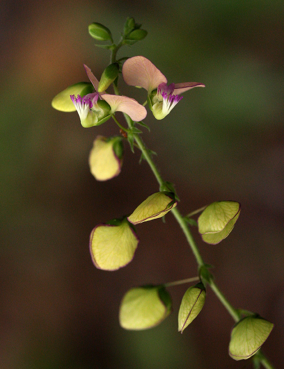 Polygala sphenoptera Polygala sphenoptera