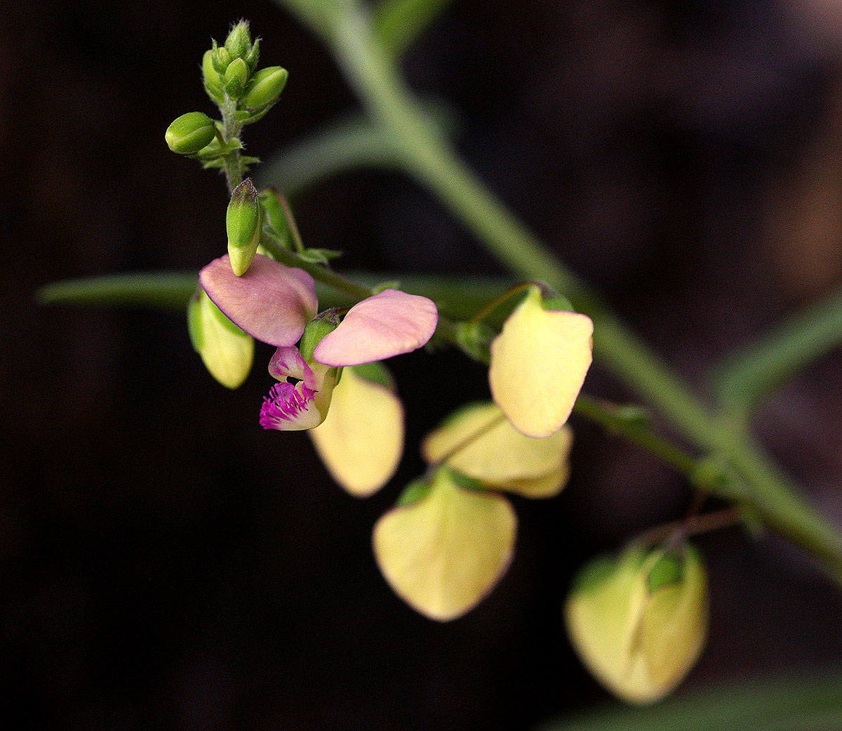 Polygala sphenoptera Polygala sphenoptera