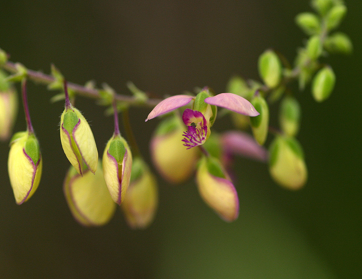 Polygala sphenoptera Polygala sphenoptera
