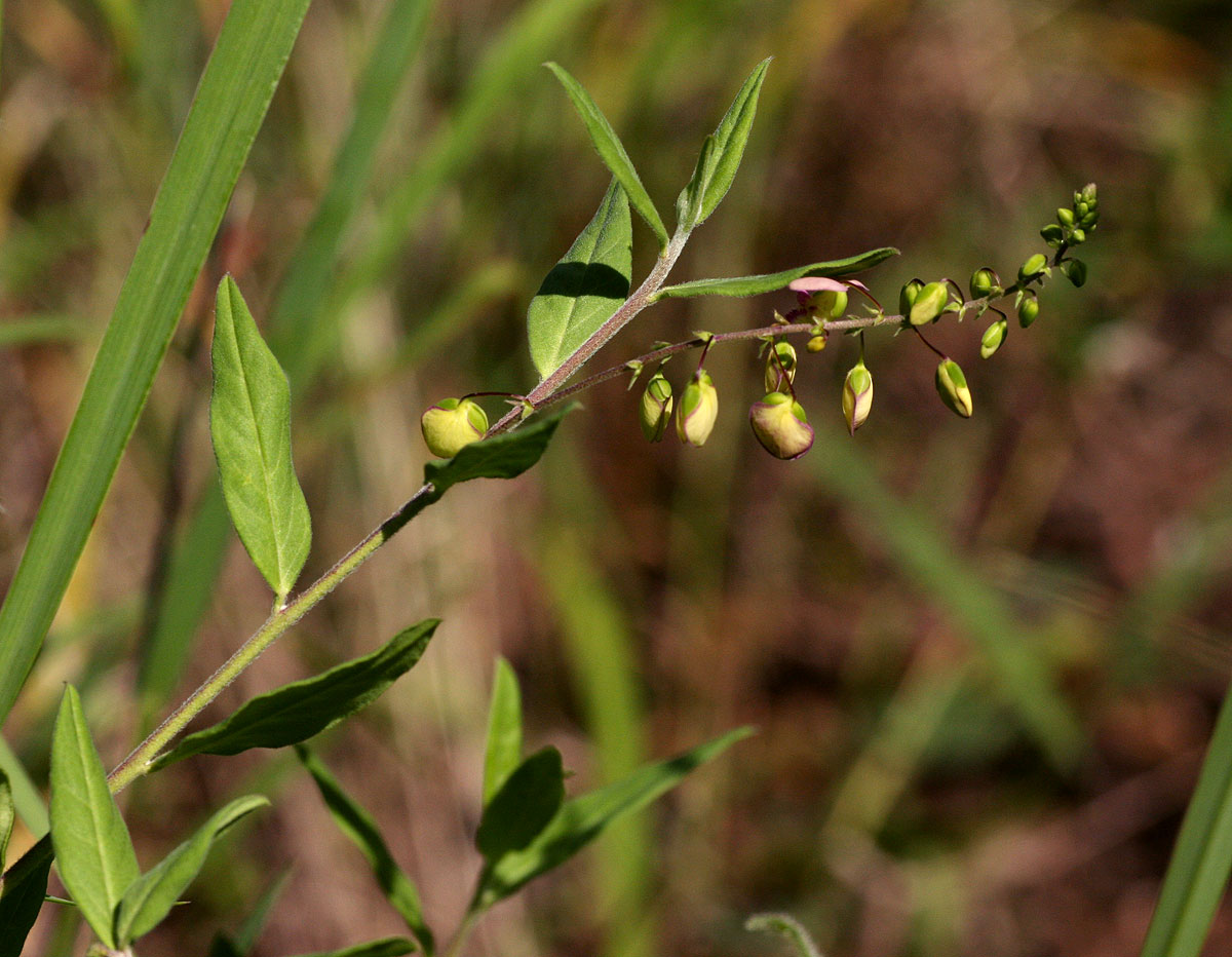 Polygala sphenoptera Polygala sphenoptera