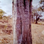 Securidaca longepedunculata