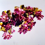 Securidaca longepedunculata