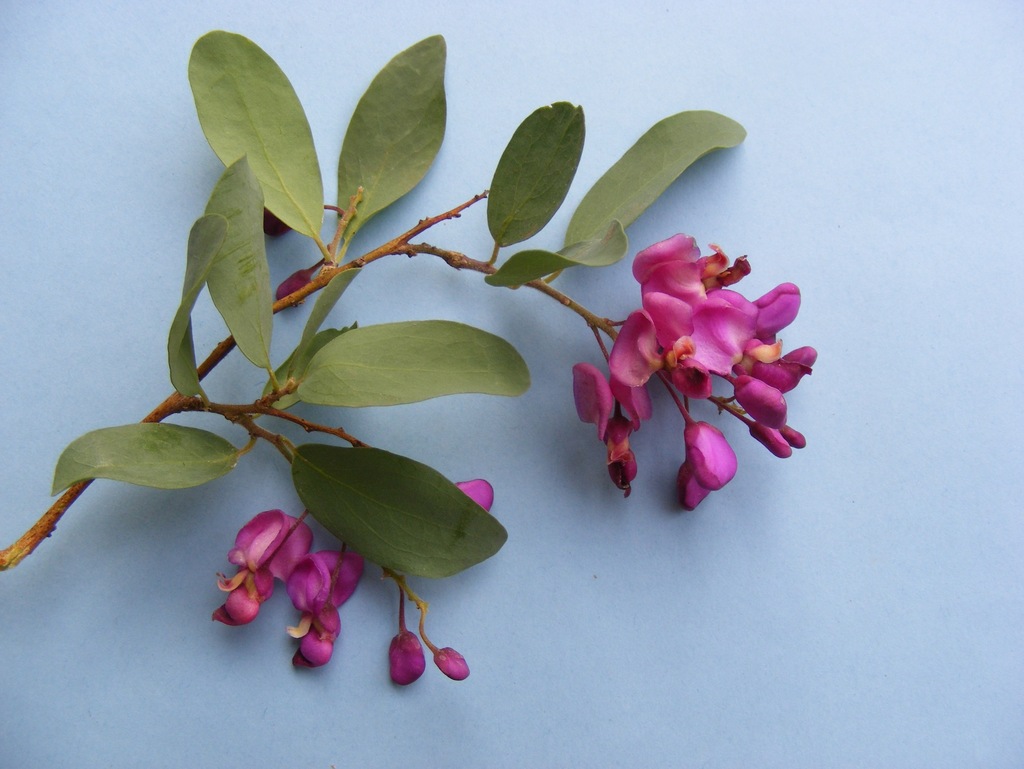 Securidaca longepedunculata