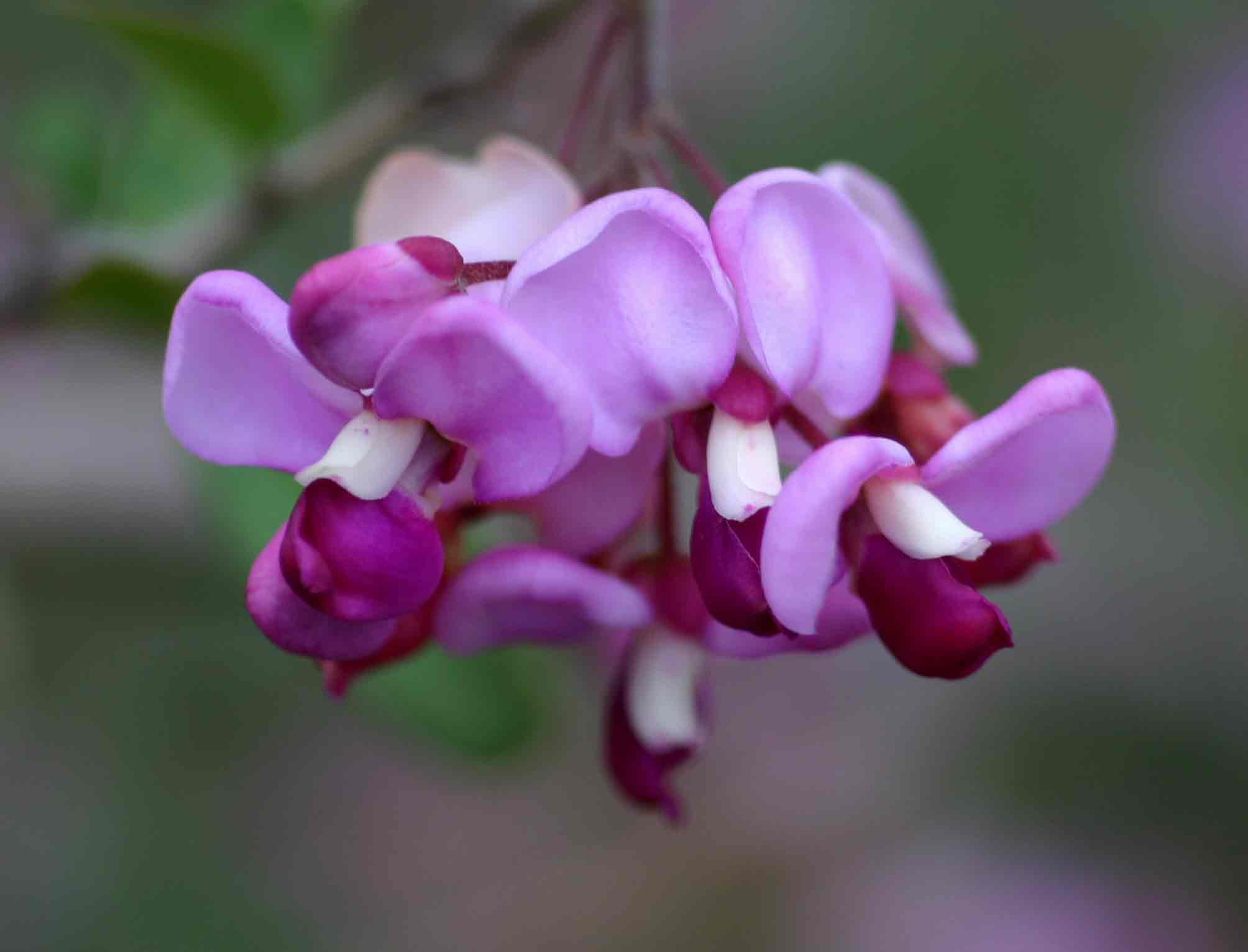 Securidaca longepedunculata Securidaca longepedunculata