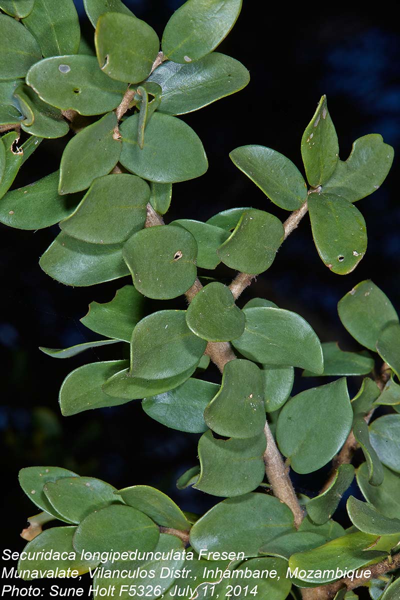 Securidaca longepedunculata Securidaca longepedunculata