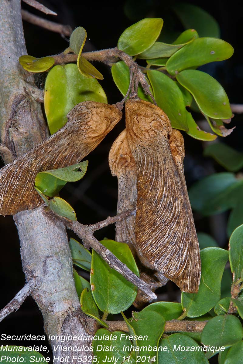 Securidaca longepedunculata Securidaca longepedunculata